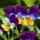 Outsidepride Viola Johnny Jump Up Plant Flower - 5000 Seeds Photo, best price $6.49 ($0.00 / Count) new 2024