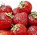 Photo 100 Pcs Strawberry Seeds - Strawberry Seeds for Planting Outdoor - Non GMO - High Germination - High Yield - Sweet and Melt in The Mouth - Heirloom Fruit Seed