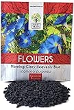 Morning Glory Seeds Heavenly Blue - Large 1 Ounce Packet - Over 1,000 Flower Seeds Photo, best price $7.97 new 2024