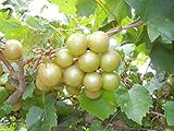 Pixies Gardens Tara Muscadine Grape Vine Shrub Live Fruit Plant for Planting - Bronze Colored Quality Fruit On Fast Growing (1 Gallon - Set of 2 Potted) Photo, best price $54.99 ($27.50 / Count) new 2024