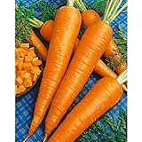 Sow No GMO Carrot Danvers 126 Non GMO Heirloom Sweet Crunchy Vegetable 100 Seeds Photo, best price $1.77 ($0.02 / SEEDS) new 2024