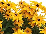 Black Eyed Susan Seeds - Rudbeckia Hirta - Attracts Butterflies Non GMO 10,000 Seeds Photo, best price $4.48 new 2024
