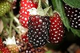 Hello Organics Boysenberry Plants Original Price Includes Four (4) Plants Photo, best price $25.49 new 2024
