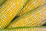 Peaches & Cream Sweet Corn Non-GMO Seeds - 4 Oz, 500 Seeds - by Seeds2Go Photo, best price $14.32 ($3.58 / Ounce) new 2024