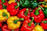 Bell Pepper, California Wonder Pepper Seeds, Heirloom, 25 Seeds, Delicious Large Peppers Photo, best price $1.99 ($0.08 / Count) new 2024