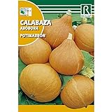 Semillas de Calabaza potimarron Foto, mejor precio 1,62 € nuevo 2024