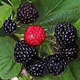 Black Raspberry Bush Seeds! SWEET DELICIOUS FRUIT! COMB. Photo, best price $3.49 new 2024