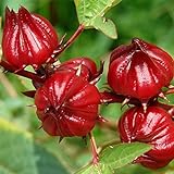 Red Roselle Seeds (Hibiscus sabdariffa) Packet of 50 Seeds Photo, best price $7.97 ($0.16 / Count) new 2024