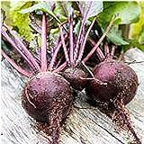 Long Season Lutz Beets Seeds (((50 Seed Packet))) (More Heirloom, Organic, Non GMO, Vegetable, Fruit, Herb, Flower Garden Seeds at Seed King Express) Photo, best price $5.69 new 2024