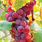Van Zyverden 83721 Grapes Flame seedless Set of 1 Fruit-Plants, 2 Year, Greenish Photo, best price $14.99 new 2024