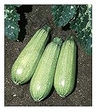 David's Garden Seeds Zucchini Tender Grey 5312 (Green) 50 Non-GMO, Heirloom Seeds Photo, best price $3.45 new 2024