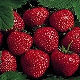25 Earliglow Strawberry Plants - Bareroot - The Earliest Berry! Photo, best price $19.19 ($0.77 / Count) new 2024