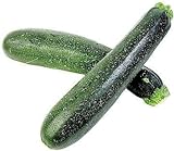 50 Black Beauty Zucchini Summer Squash Cucurbita Pepo Vegetable Seeds Photo, best price $2.51 ($0.05 / Count) new 2024