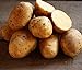 Photo Golden Yukon Nuggets Heirloom Potato Seed 3lbs Virus Free Non GMO