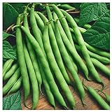 Everwilde Farms - 1 Lb Provider Green Bean Seeds - Gold Vault Photo, best price $9.60 new 2024