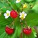 Photo Outsidepride Strawberry Vesca Baron - 5000 Seeds
