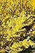 Foto Goldglöckchen Forsythia 'Week-End' -R- im Topf gewachsen ca. 60-80cm