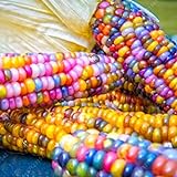 Rosepoem Graines de maïs indien 30 pcs Graines de maïs Graine de maïs arc-en-ciel Photo, meilleur prix 4,98 € nouveau 2024