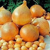 1 Beutel Zwiebelsamen zum Anpflanzen, saftige, fettarme georgische Fruchtsamen für Küche, Garten und Balkon - Zwiebelsamen Foto, bester Preis 2,89 € neu 2024