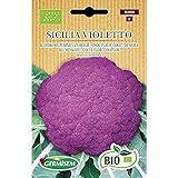 Germisem Orgánica Sicilia Violetto Semillas de Coliflor 1 g (ECBIO3000) Foto, mejor precio 3,99 € nuevo 2024