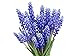 Photo Muscari Armeniacum - 15 Grape Hyacinth Bulbs - Top Size 9/10 cm