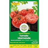 Semillas ecológicas de tomate marmande raf Vergea Foto, mejor precio 1,85 € nuevo 2024