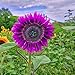 Foto Semillas para plantar, 100 unidades/bolsa de semillas de girasol no transgénicos planta anual púrpura Marguerita flor plántulas para jardinería - semillas de girasol