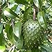 Foto Semilla de fruta fresca con 20pcs Guanábana Natillas de frutas tropicales Graviola Annona Muricata Semillas para plantar Garden Yard Home Landscaping
