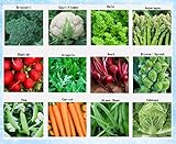 Premium Winter Vegetable Seeds Collection Organic Non-GMO Heirloom Seeds 12 Varieties: Radish, Pea, Broccoli, Beet, Carrot, Cauliflower, Green Bean, Kale, Arugula, Cabbage, Asparagus, Brussel Sprout Photo, best price $15.95 ($1.33 / Count) new 2024