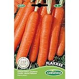 Germisem Flakkee Semillas de Zanahoria 10 g Foto, mejor precio 2,21 € nuevo 2024