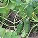 Photo 200+ Cucumber Seeds for Planting, Non-GMO, Premium Heirloom Seeds