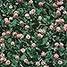 Photo Strawberry Clover - 1 LB ~270,000 Seeds - Hay, Silage, Green Manure or Farm & Garden Cover Crops - Attracts Pollinators
