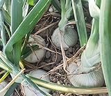 Vidalia Sweet Onion Seeds 120+ Pieces Non-GMO 110/170 Days Spring/Fall Garden Photo, best price $8.00 ($0.07 / Count) new 2024