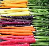 MySeeds.Co Big Pack - (3,500+) Rainbow Mix Carrot Seeds - Atomic Red, Bambino Orange, Cosmic Purple, Lunar White and Solar Yellow Seeds (Big Pack - Carrot Rainbow Mix) Photo, best price $9.99 ($0.02 / Count) new 2024