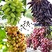 Foto Semillas de uva, semillas 100 piezas / bolsa de uva fuerte vitalidad natural ecológicos Semillas Georgic uva de frutas para Orchard