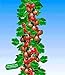 Foto BALDUR Garten Rote Säulen-Stachelbeeren, 1 Pflanze, Ribes uva-crispa Säulenobst