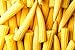 Photo Japanese Baby Corn Seeds for Planting - 20 Seeds - Great on Salads or as Garnish