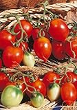 Salerno Seeds Grape Tomato Piennolo Del Vesuvio Pomodoro Heirloom Tomato 3 Grams Made in Italy Italian Non-GMO Photo, best price $4.99 new 2024