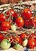 Photo Salerno Seeds Grape Tomato Piennolo Del Vesuvio Pomodoro Heirloom Tomato 3 Grams Made in Italy Italian Non-GMO