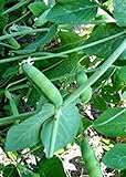 Pea Seed, Early Alaska, Heirloom, Non GMO, 20+ Seeds, Great Peas Photo, best price $1.99 new 2024