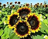 12+ Seeds Sunflower : Pro Cut (BTL) Bicolor Sunflower Fresh Photo, best price $26.00 new 2024