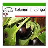 SAFLAX - Berenjena - 20 semillas - Con sustrato estéril para cultivo - Solanum melonga Foto, mejor precio 4,45 € nuevo 2024