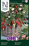 Nelson Garden 1933, Erdbeere, Rainbow Treasure F1, Samen (Erdbeere, Einzelpackung) Foto, bester Preis 4,95 € neu 2024