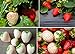 Photo Double The Color Strawberry Duo Packet - 100 Red Straberry Seeds + 100 White Strawberry Seeds to Plant