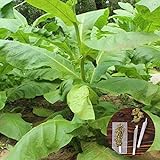 clifcragrocl Semillas orgánicas Virginia Tabaco Heirloom - Semillas de plantas frescas - Fácil de cultivar Foto, mejor precio 1,29 € nuevo 2024
