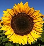 12+ Seeds Sunflower : Pro Cut Lulu Certified Mixture Sunflower Fresh Photo, best price $23.00 new 2024