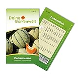 Zuckermelonen Charentais Samen - Cucumis melo - Melonensamen - Obstsamen - Saatgut für 15 Pflanzen Foto, bester Preis 1,99 € (0,13 € / stück) neu 2024