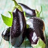 David's Garden Seeds Eggplant Black Beauty 2477 (Black) 50 Non-GMO, Heirloom Seeds Photo, best price $4.95 new 2024