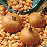 Semillas vegetales100Pcs/Bag Vegetable Seeds suculentas cebolla nutritiva fresca de rápido crecimiento - Semillas de cebolla Foto, mejor precio 4,89 € nuevo 2024