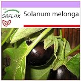SAFLAX - Berenjena - 20 semillas - Solanum melonga Foto, mejor precio 3,95 € nuevo 2024